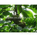 Manufacterer Supply Natural Akebia Caulis Extract